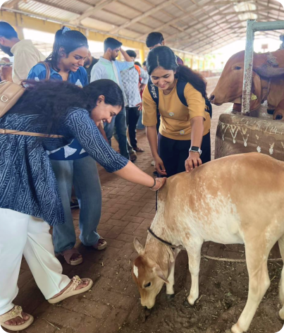 Team members petting a calf