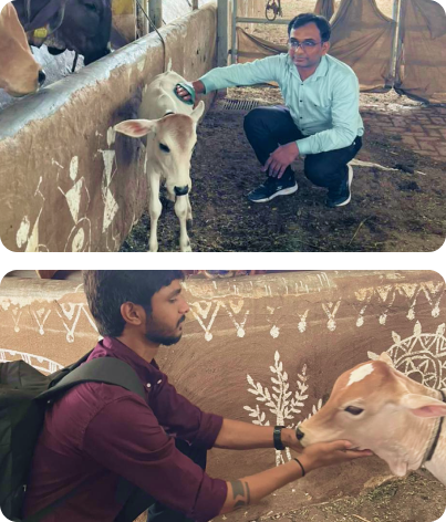 Team members caring for the calves