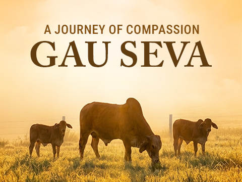 A Journey of Compassion: Gau Seva