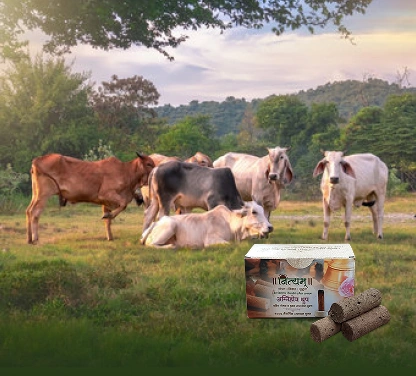 Our Special Project: Tech Magic Behind GramDharaa Gaushala!